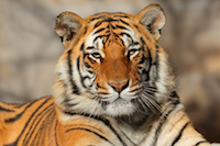 Portrait of a Bengal tiger (Panthera tigris bengalensis)